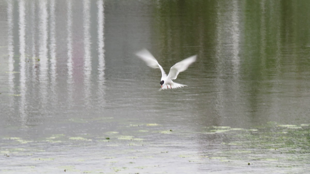 Common Tern - Janet McCullough
