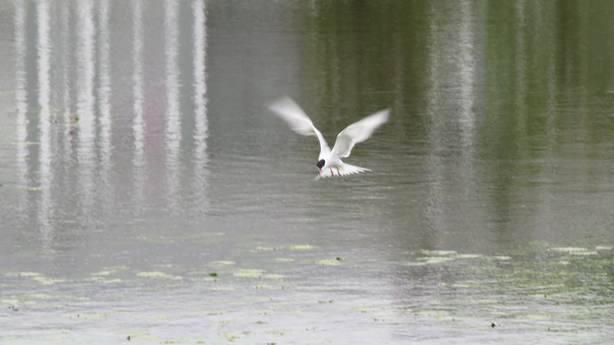 Common Tern - ML591724181