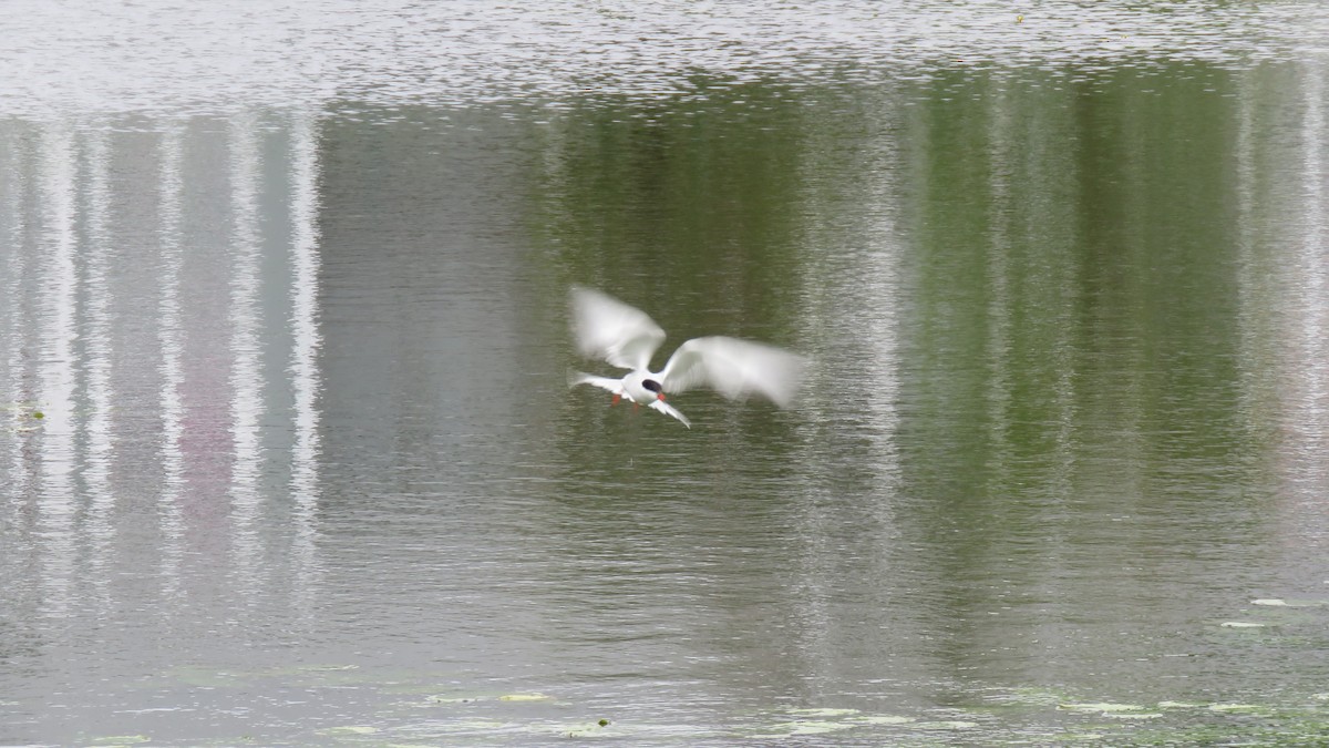 Common Tern - Janet McCullough