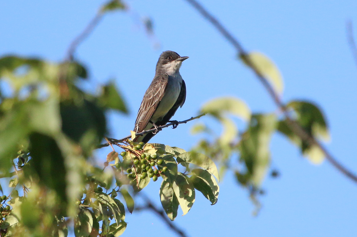 Eastern Kingbird - ML591724471