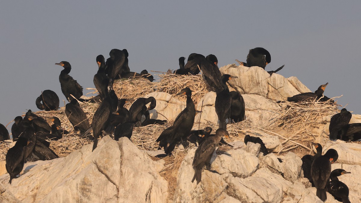 Double-crested Cormorant - ML591727101