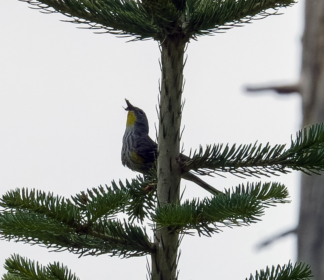 Yellow-rumped Warbler - ML591727371