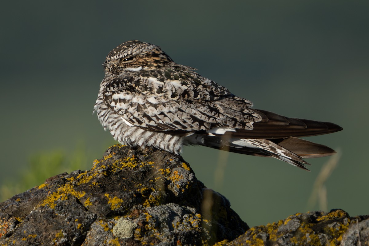 Common Nighthawk - ML591727571