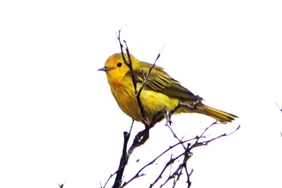 Yellow Warbler - ML591727931