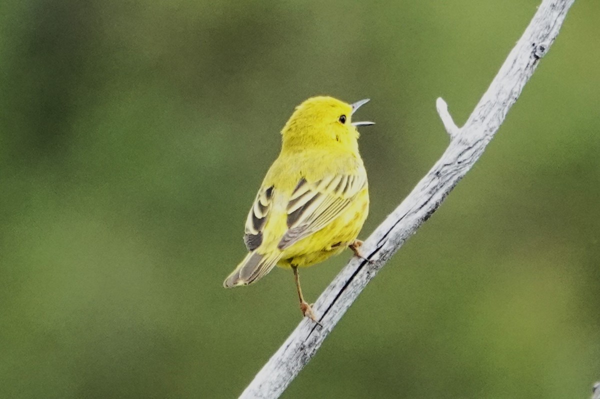 Yellow Warbler - ML591727951