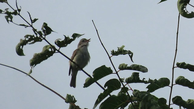 Warbling Vireo - ML591728081