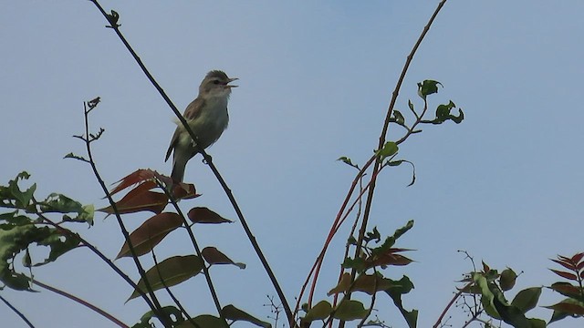 Warbling Vireo - ML591728091