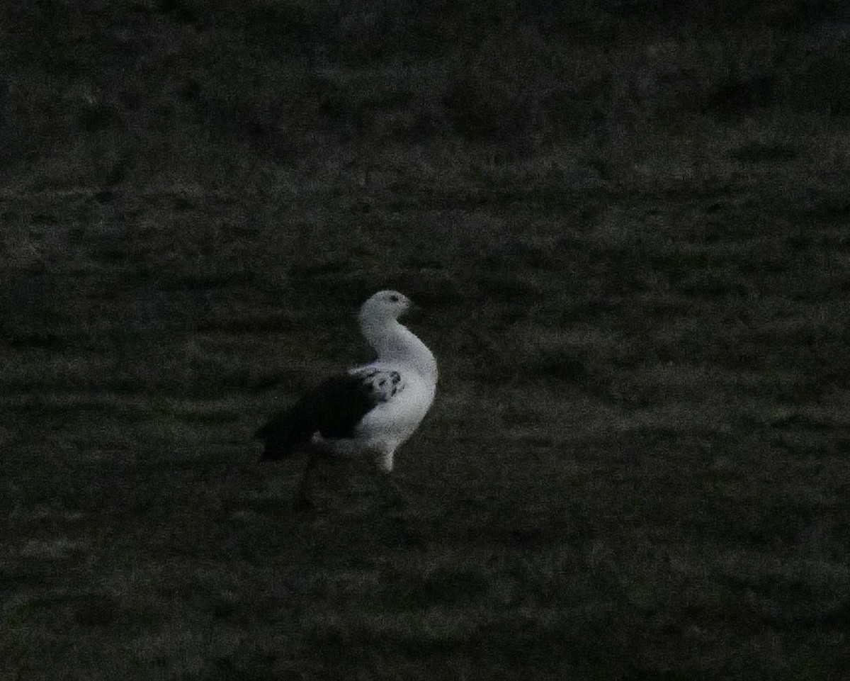 Andean Goose - ML591730091