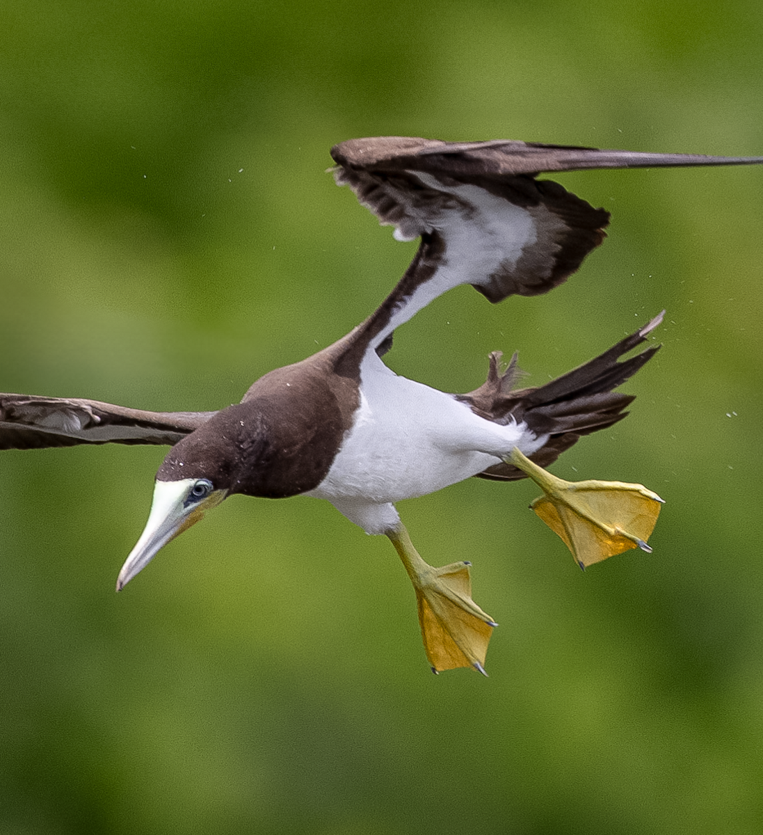 Brown Booby - Matt Bango