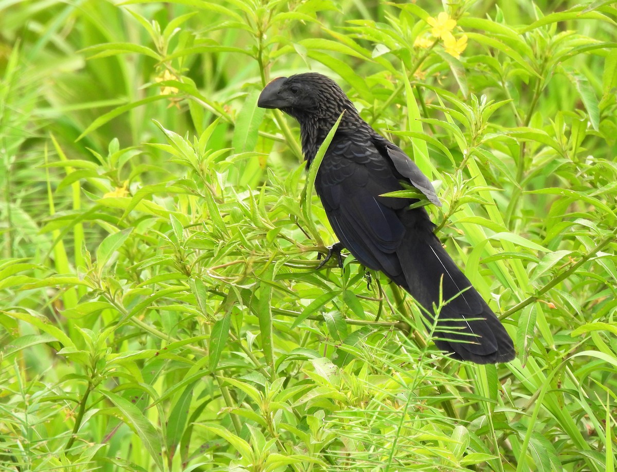 Smooth-billed Ani - Teresita Varon