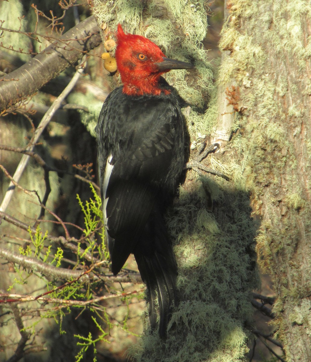 Magellanic Woodpecker - ML591733541