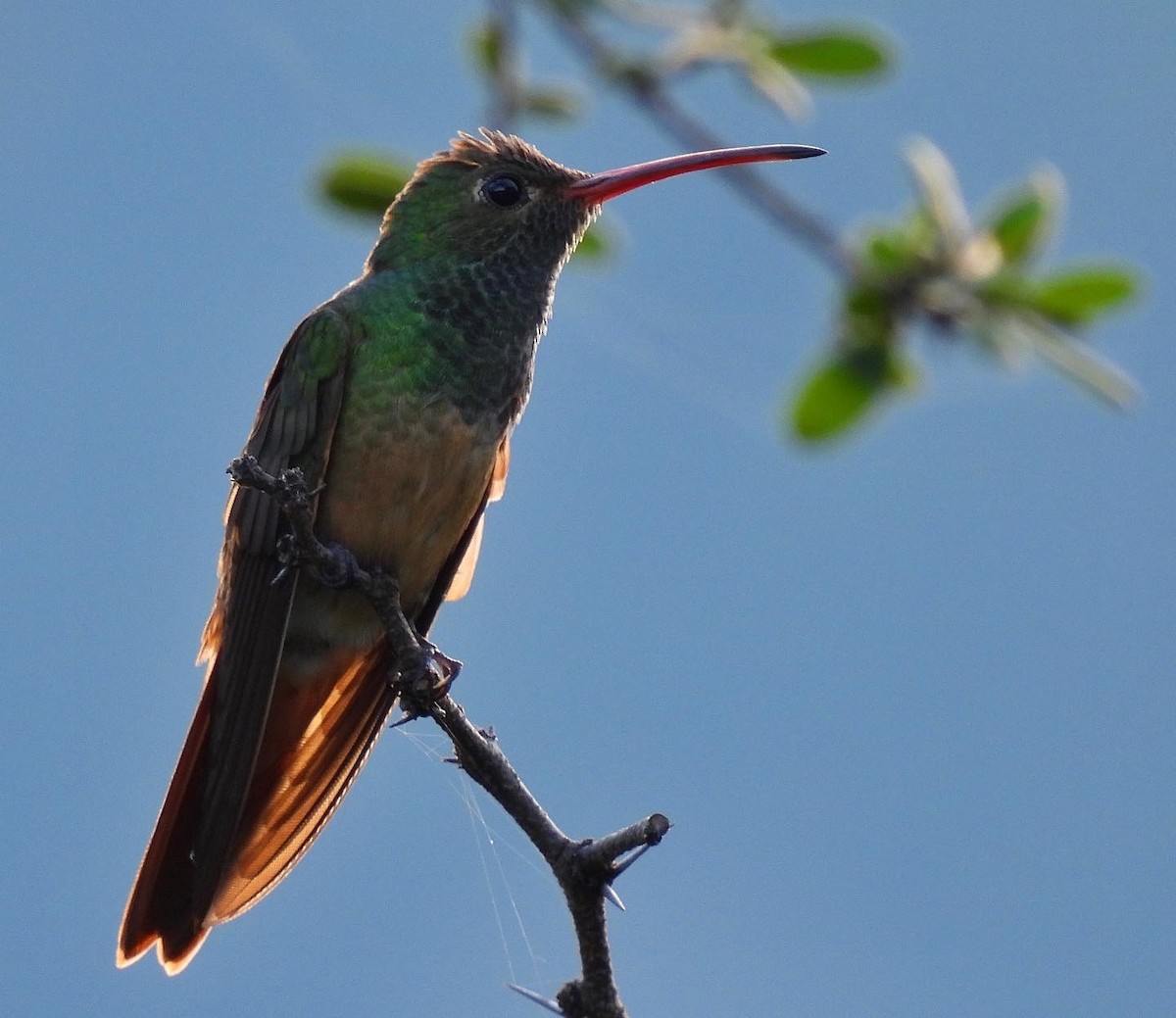 Buff-bellied Hummingbird - Carlos Barreda Cárdenas