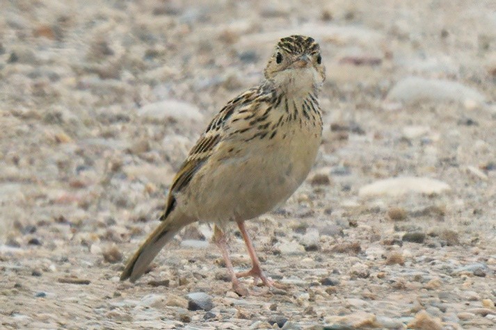 Sprague's Pipit - ML591735971