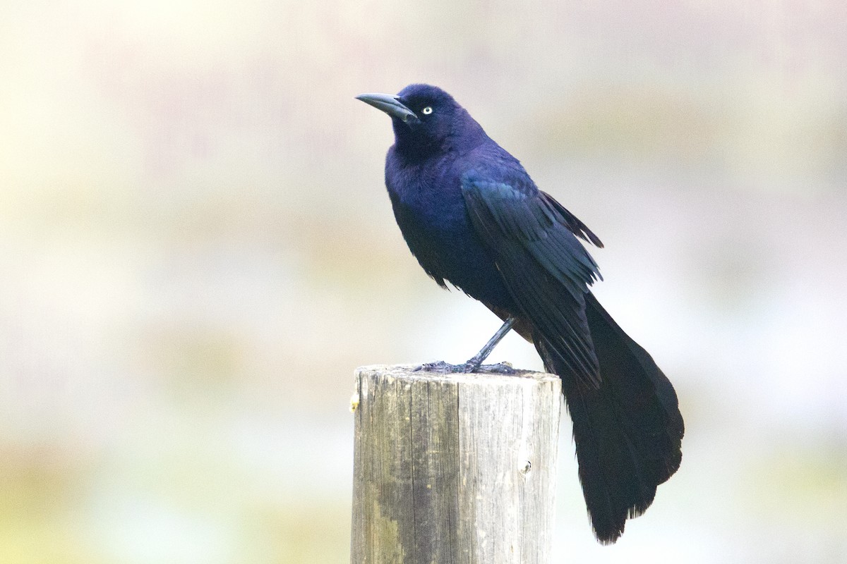 Great-tailed Grackle - ML591736161