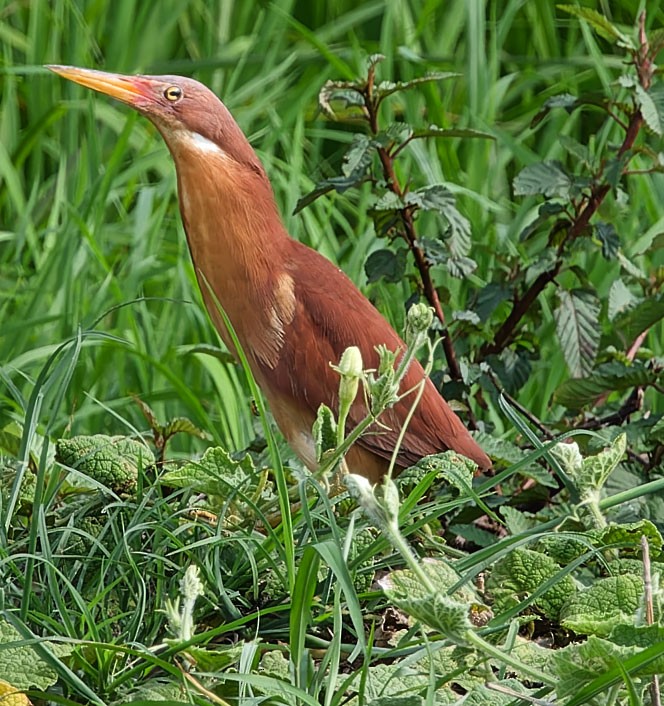 Cinnamon Bittern - ML591736451