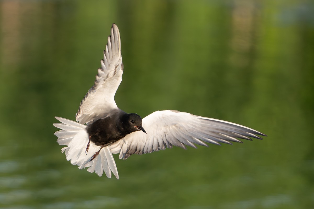 Black Tern - Darren Clark