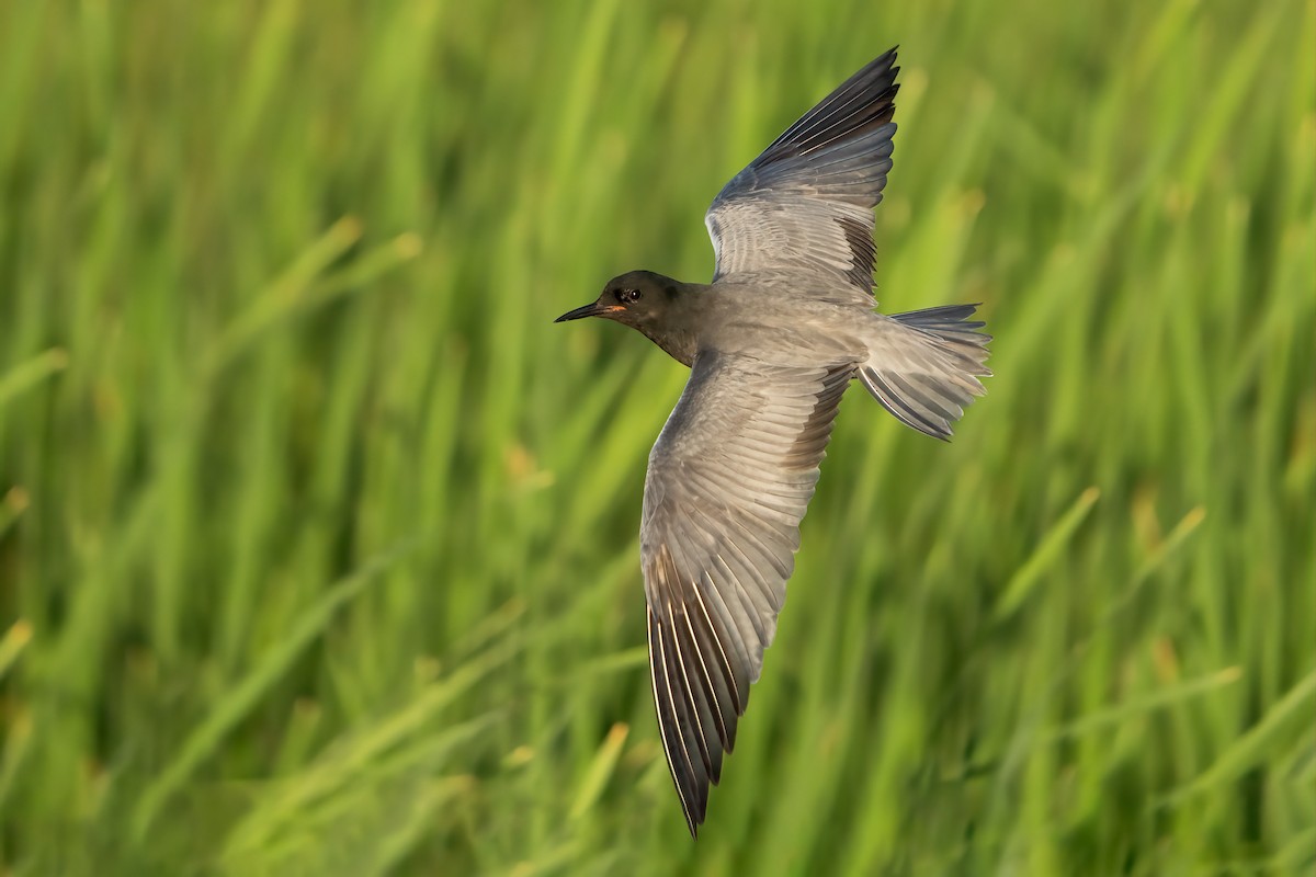 Black Tern - ML591736571