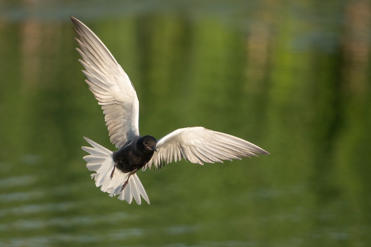 Black Tern - Darren Clark