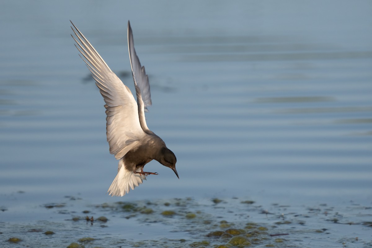 Black Tern - Darren Clark