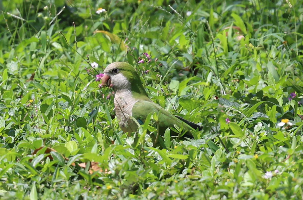 Monk Parakeet - Gregory Hamlin