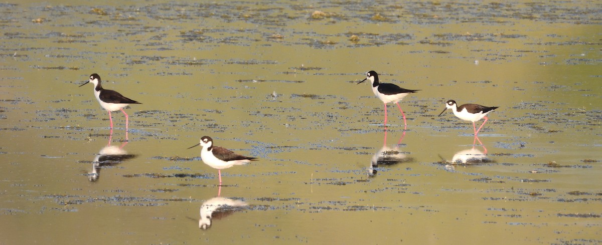 Black-necked Stilt - ML591736701