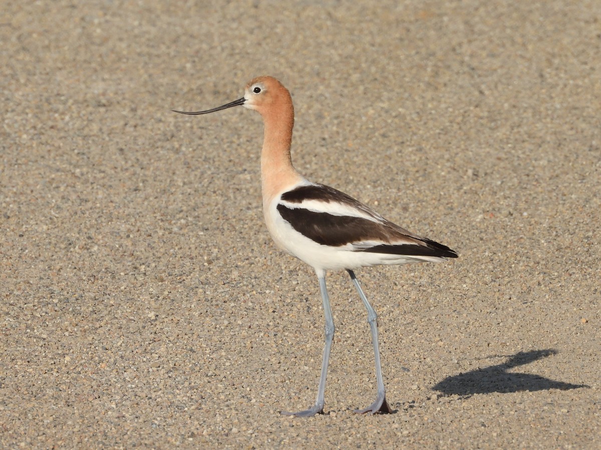 Avoceta Americana - ML591736731