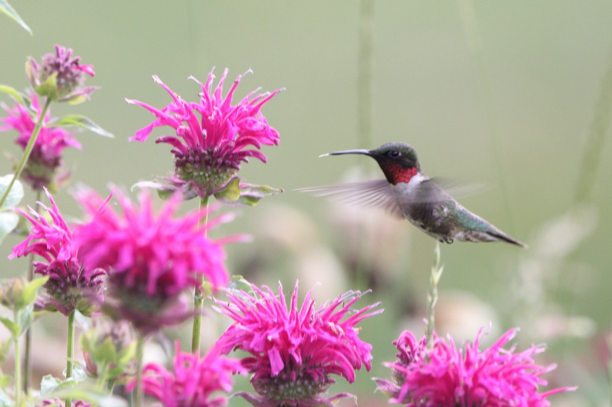 Colibri à gorge rubis - ML591737911