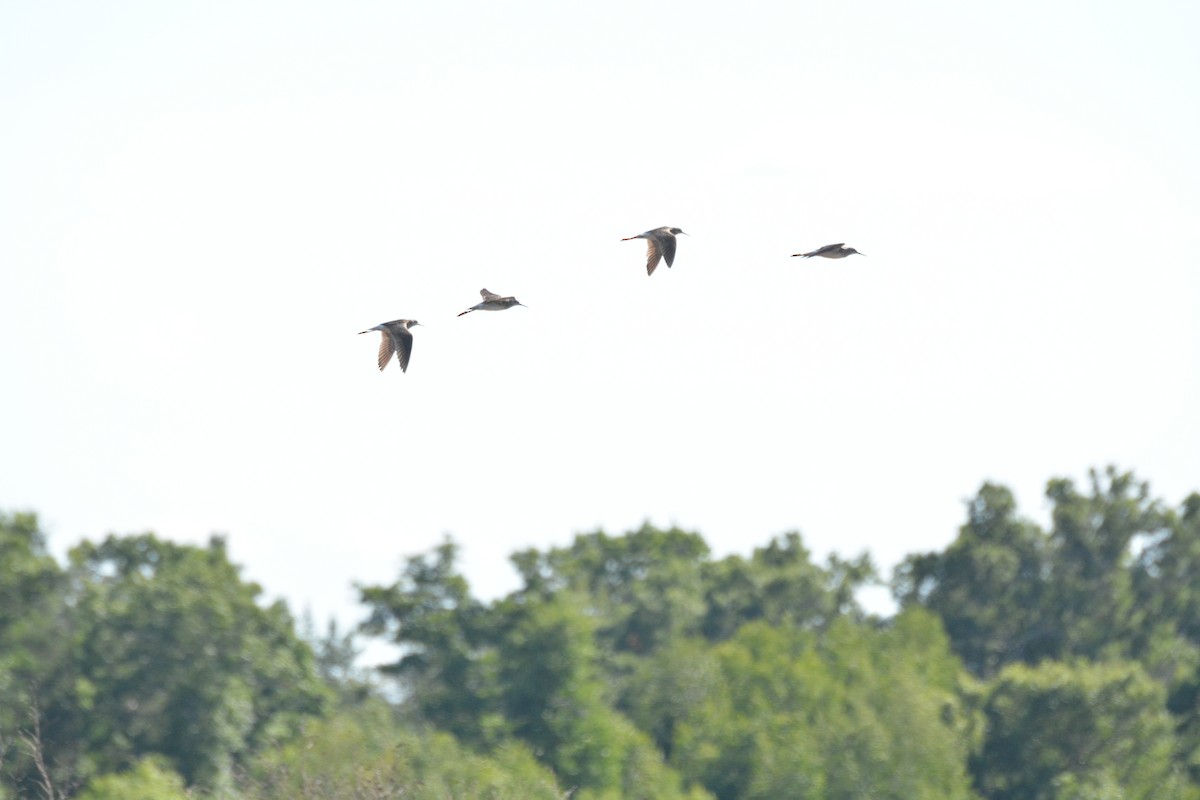 Lesser Yellowlegs - ML591738071