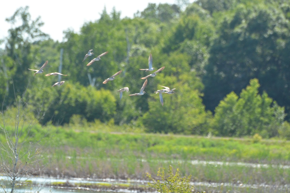 Lesser Yellowlegs - ML591738121