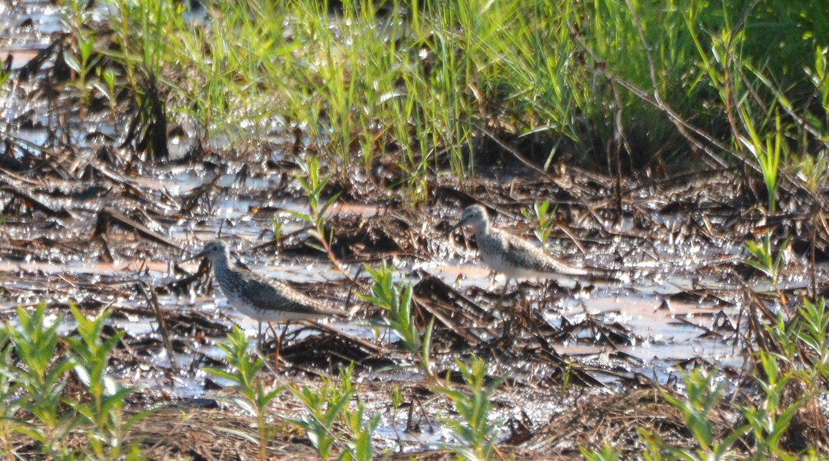 Lesser Yellowlegs - ML591738291