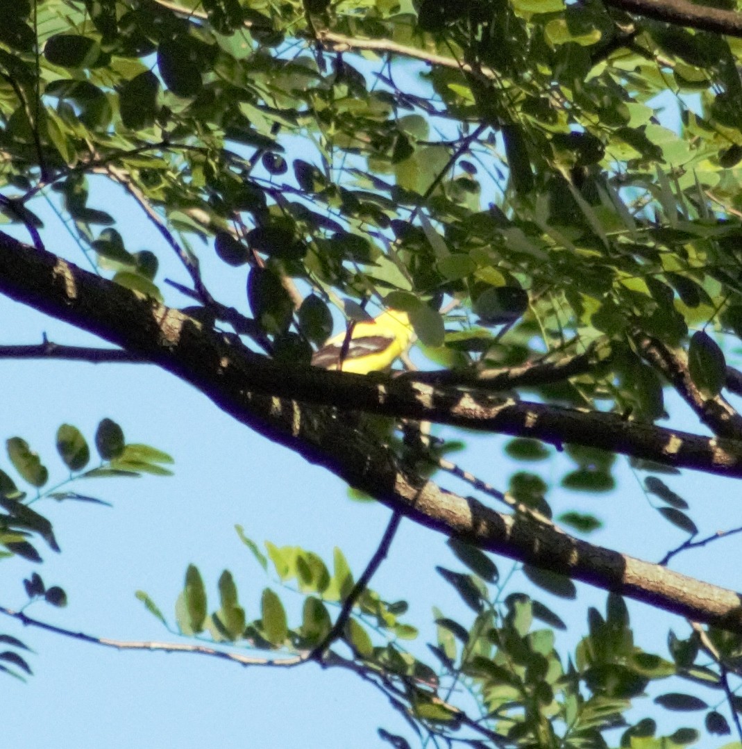 American Goldfinch - Ted Keen