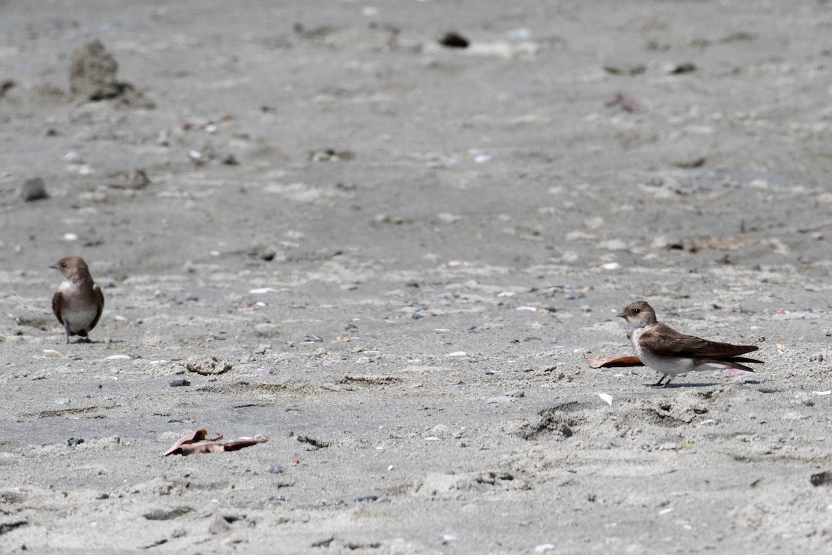 Northern Rough-winged Swallow - ML591738931
