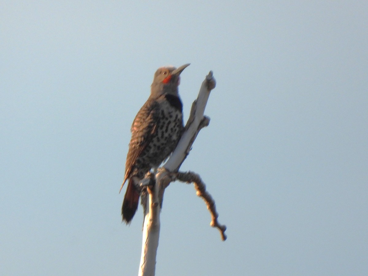 Northern Flicker - ML591739101