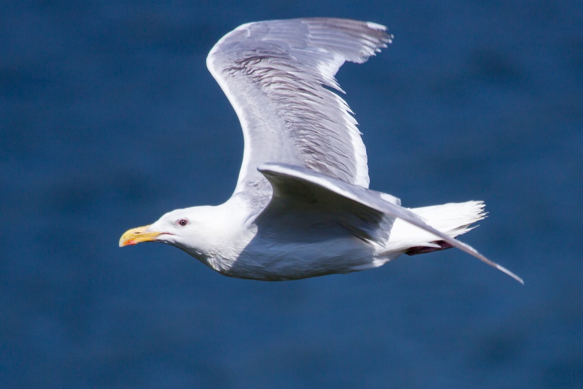 Glaucous-winged Gull - ML591739691