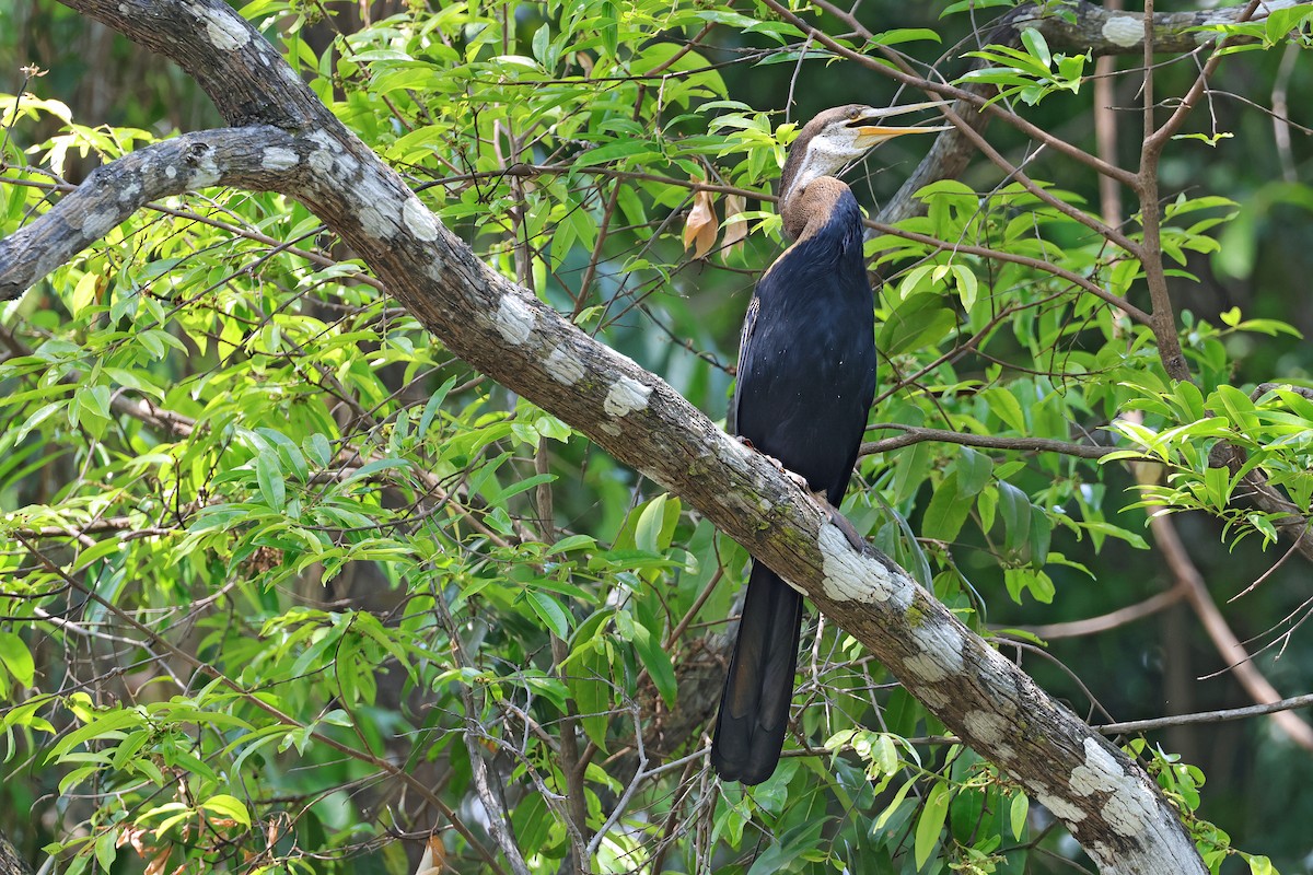 Anhinga Asiática - ML591741151