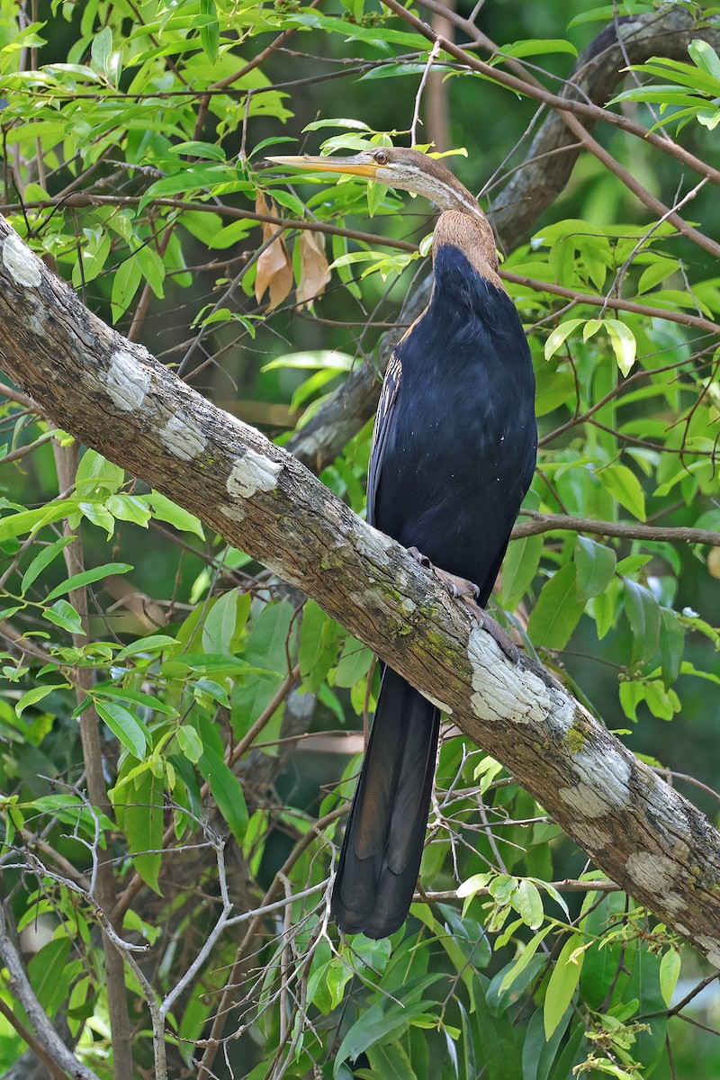 anhinga indomalajská - ML591741361