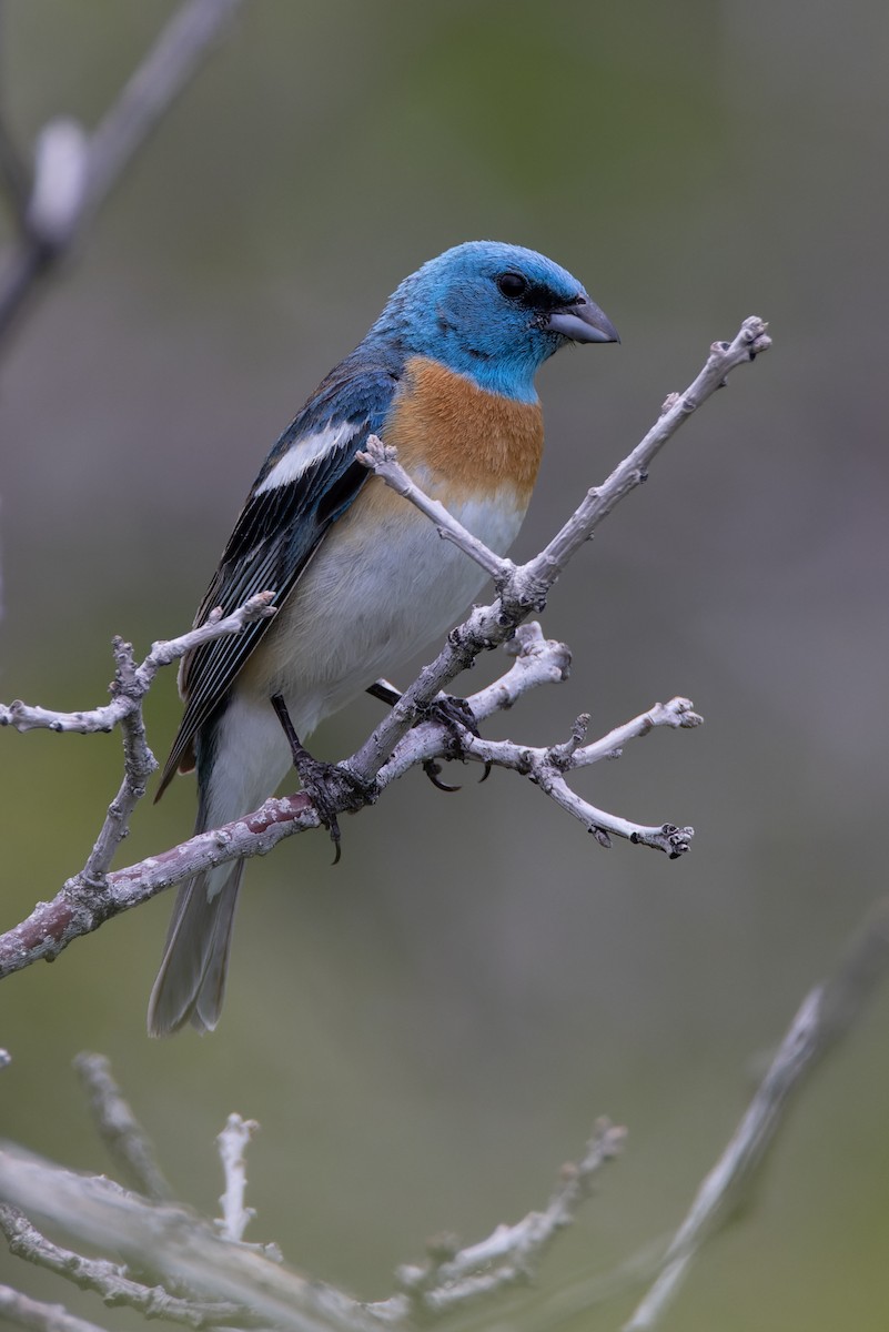 Lazuli Bunting - Stéphane Lair