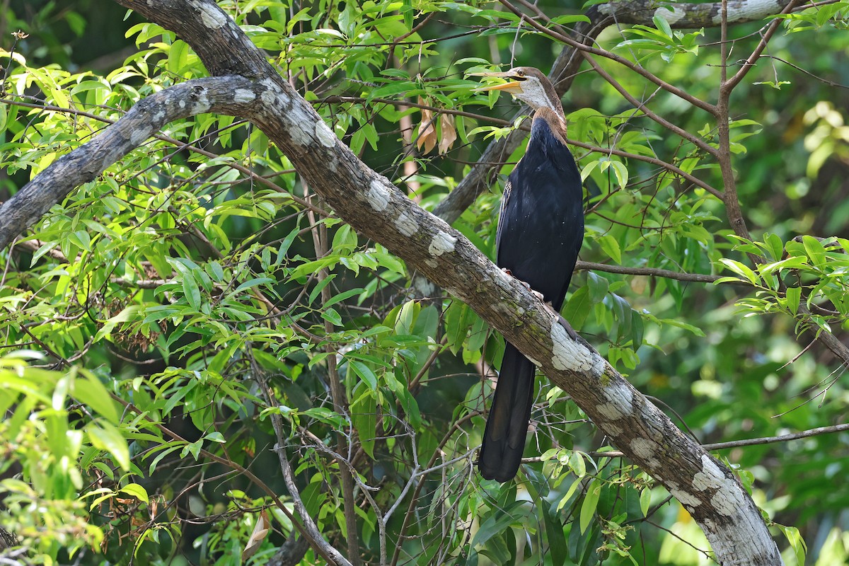 Anhinga Asiática - ML591741391