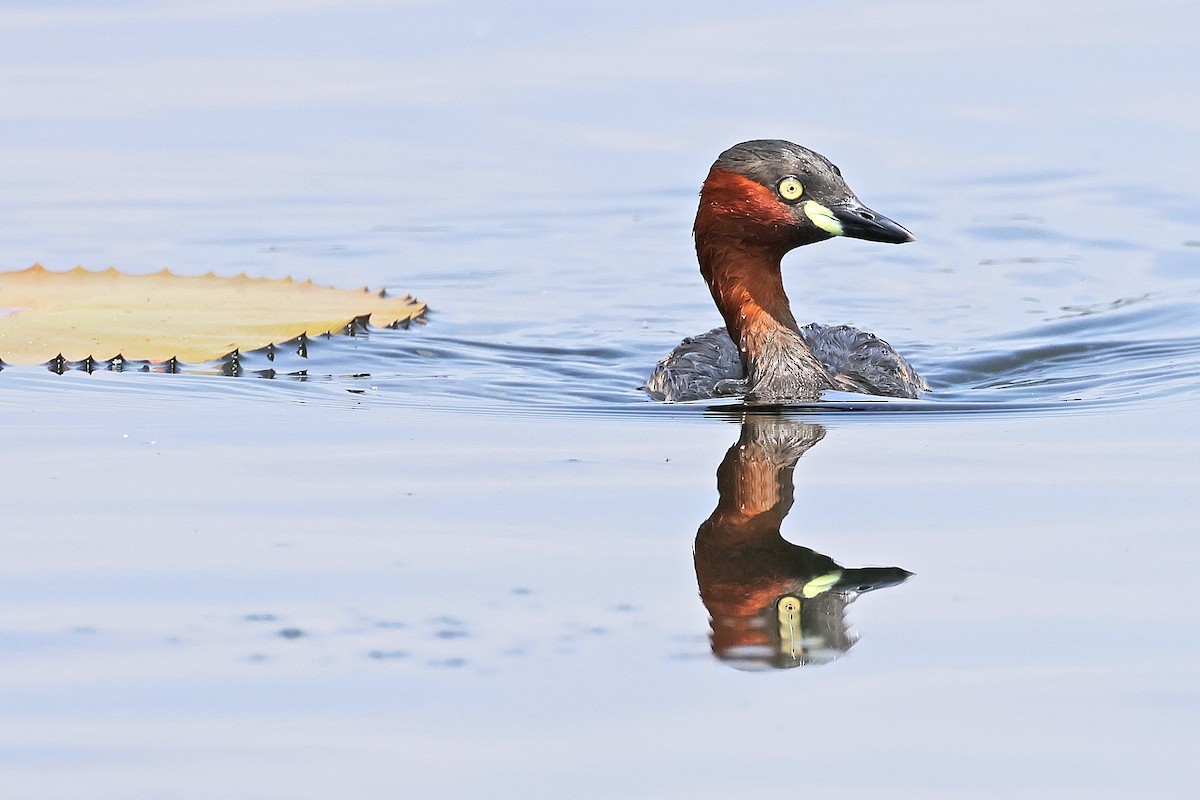 Little Grebe - ML591741511