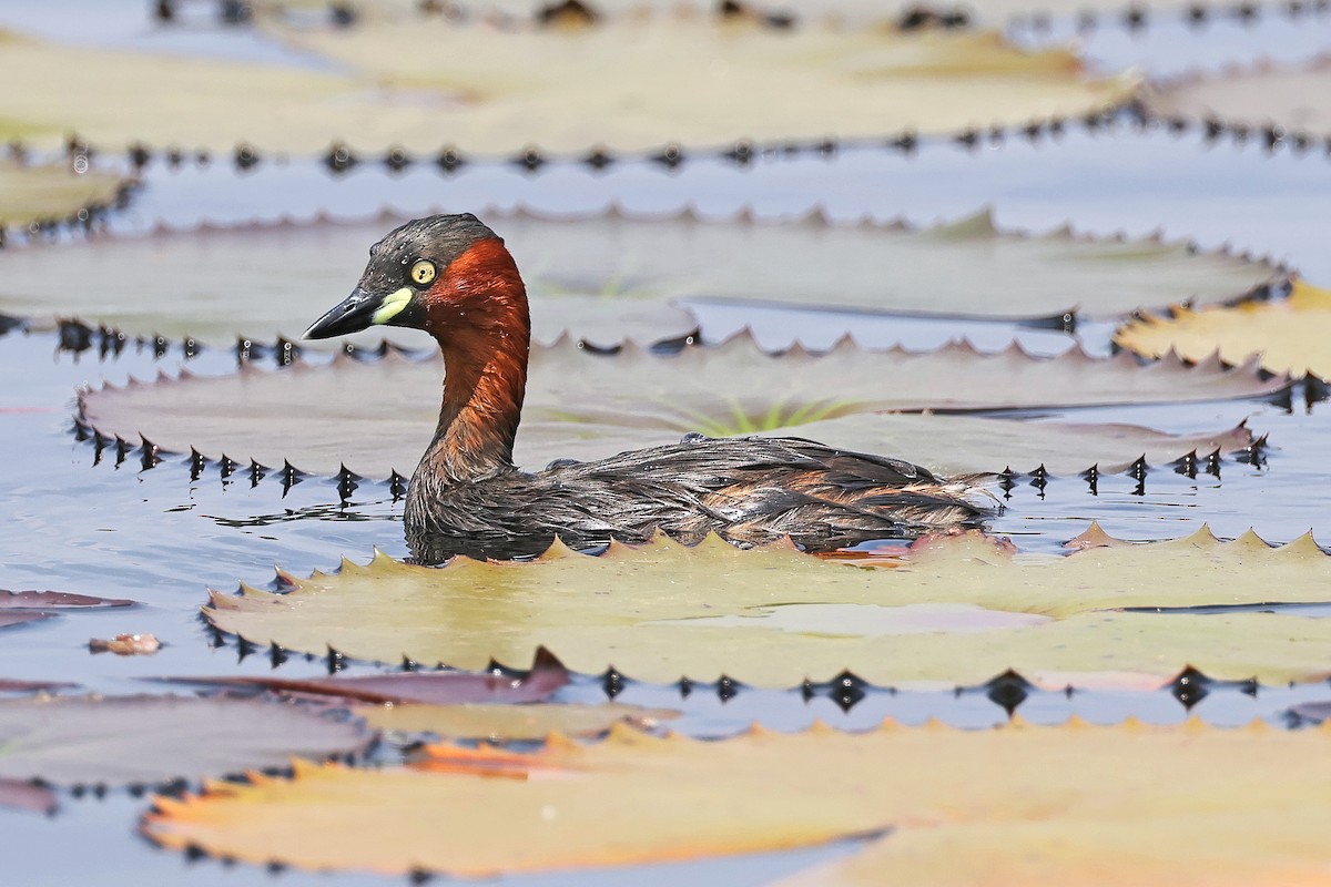 Little Grebe - ML591741551