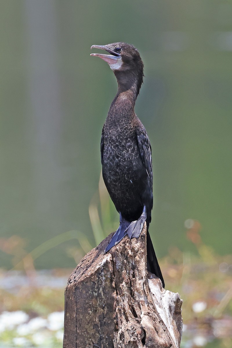 Little Cormorant - ML591741851