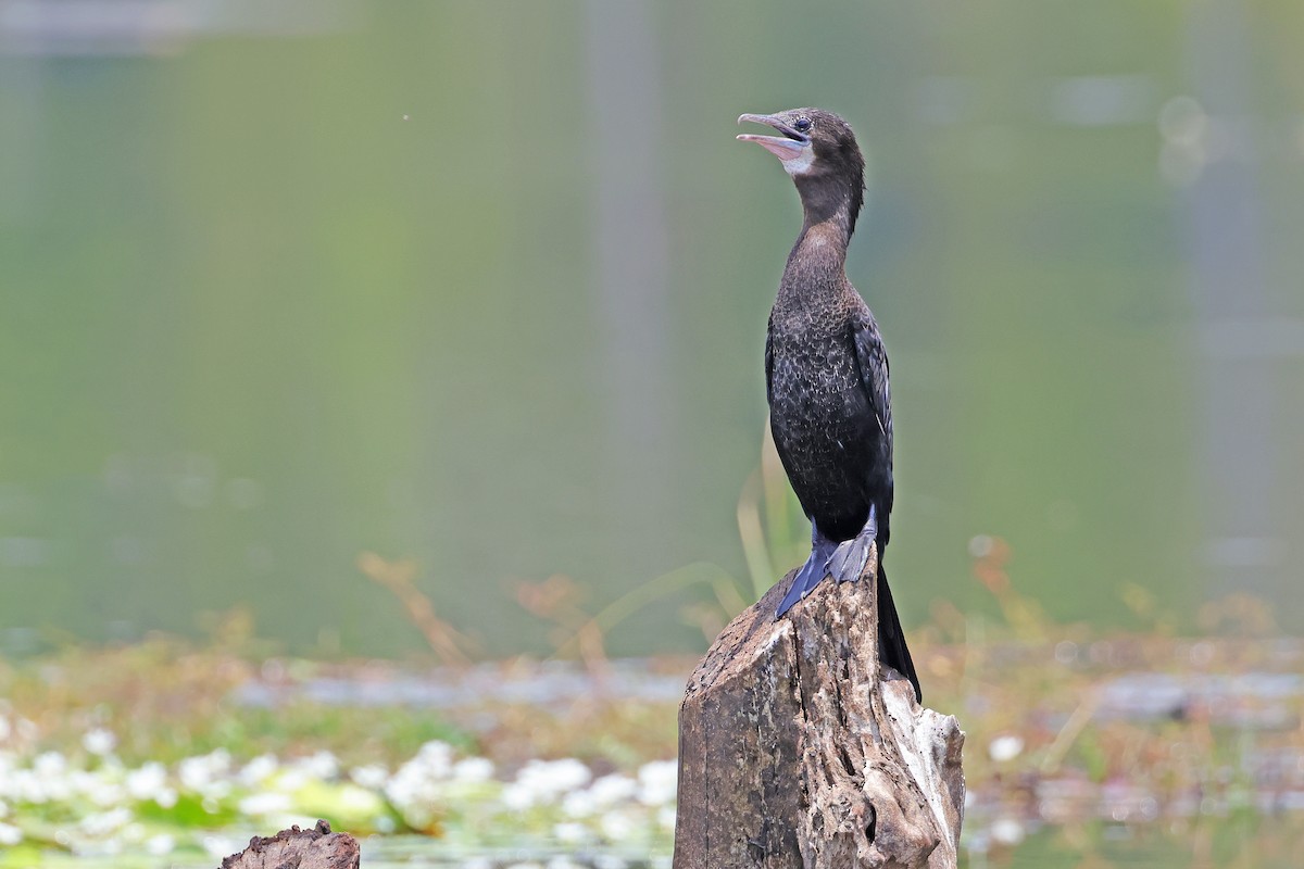 Little Cormorant - ML591741901