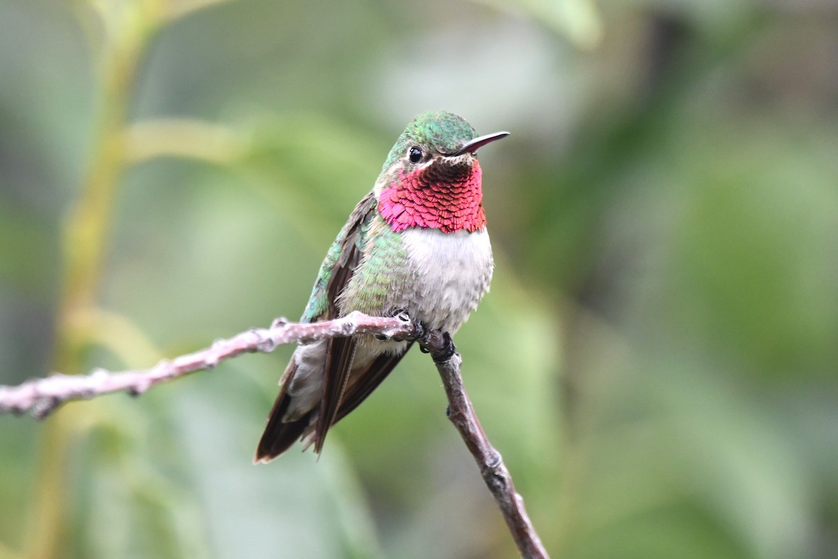 Broad-tailed Hummingbird - Ed Thomas