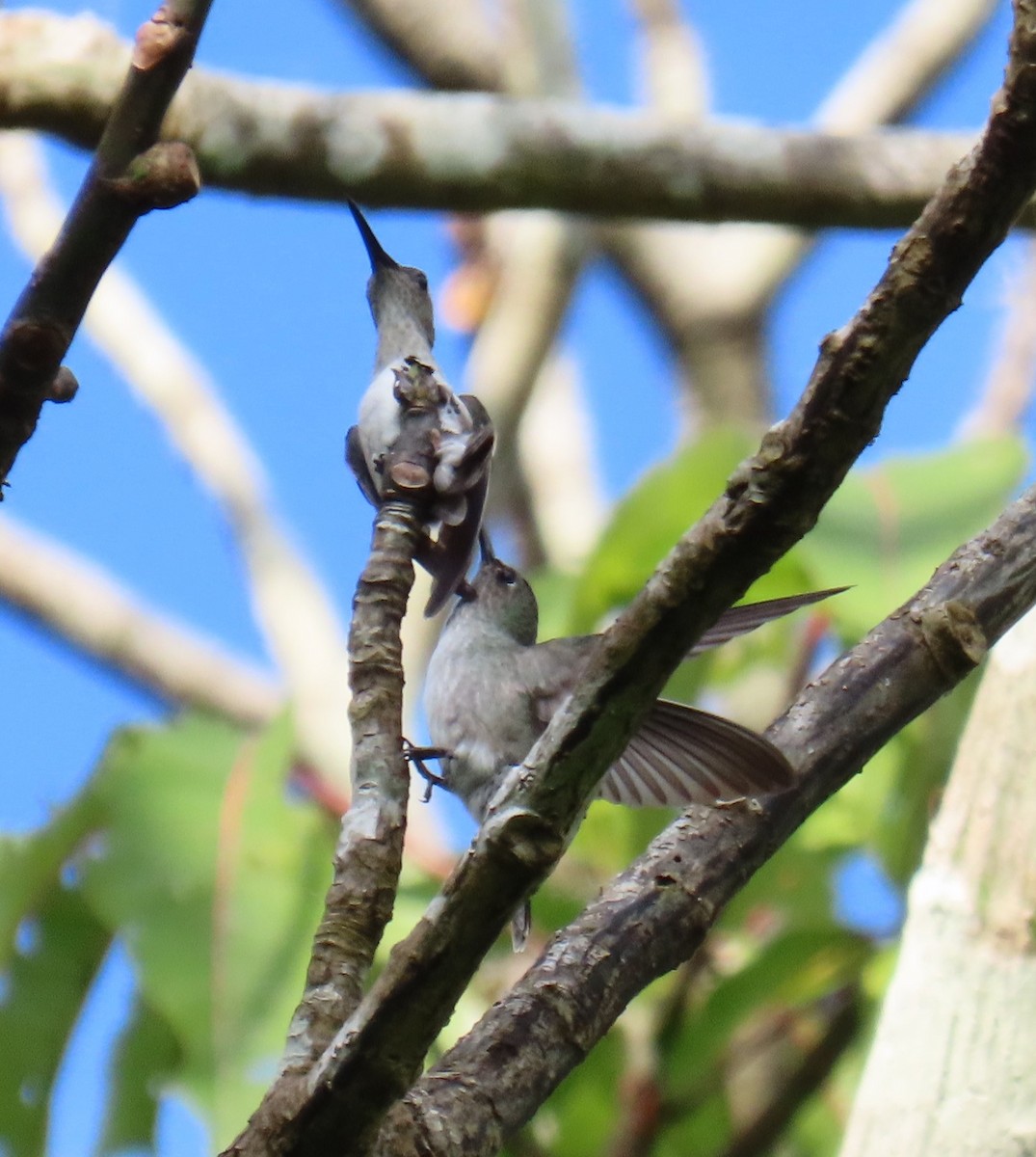 Olive-spotted Hummingbird - ML591742681