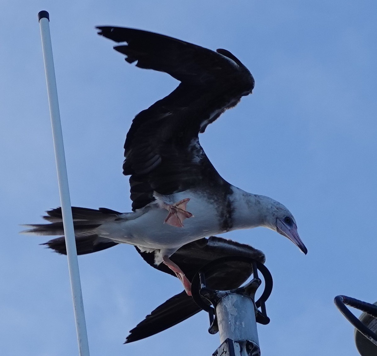 Red-footed Booby (Indopacific) - ML591745191