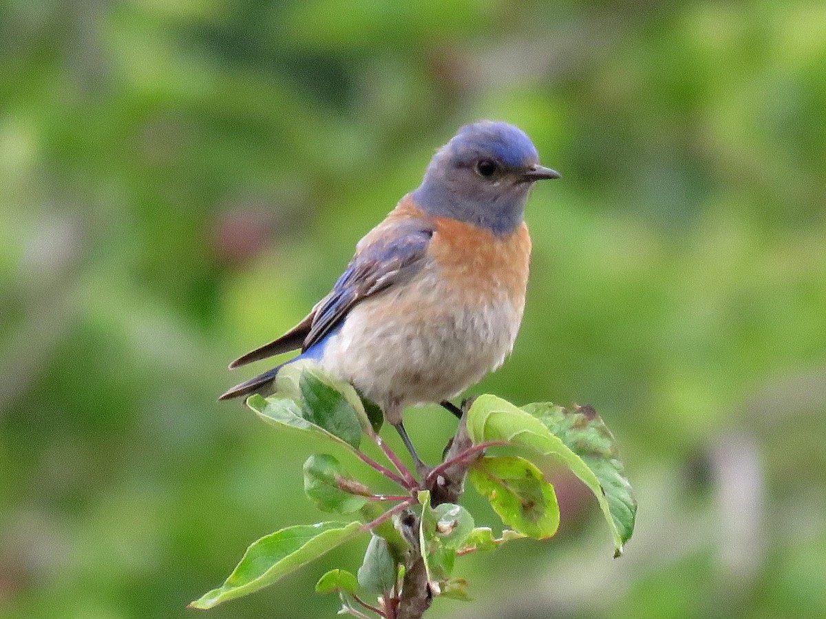 Blaukehl-Hüttensänger - ML59174551