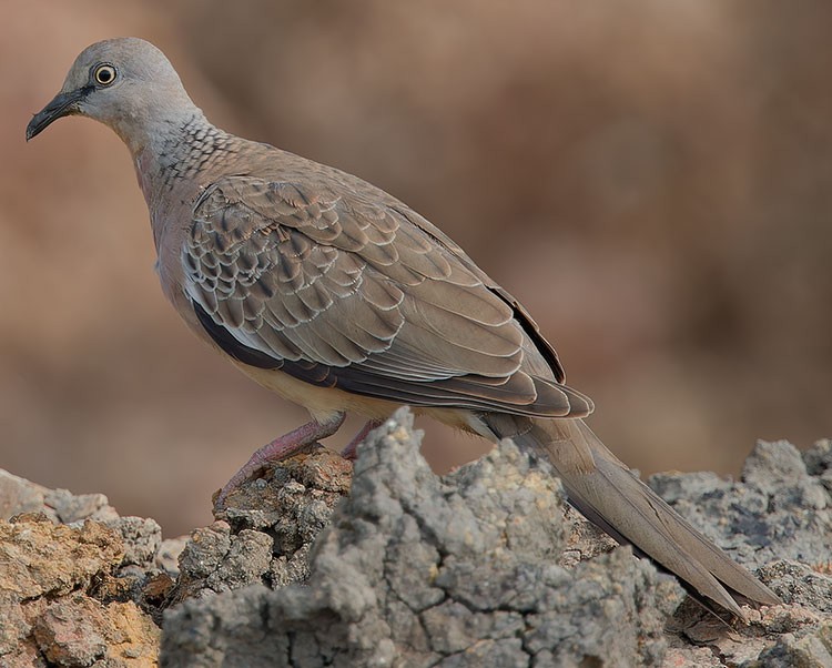 Küpeli Üveyik - ML591746581
