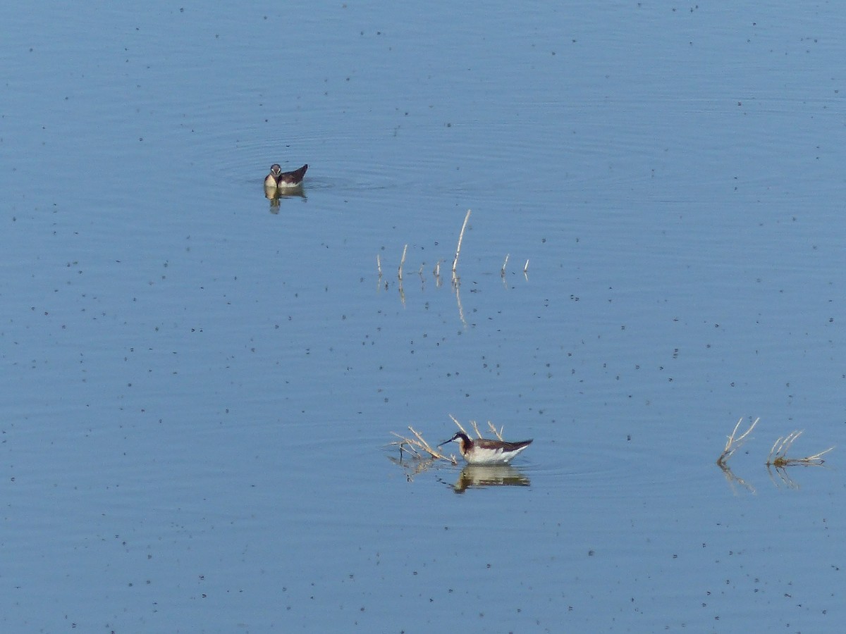 Wilson's Phalarope - Kai Victor