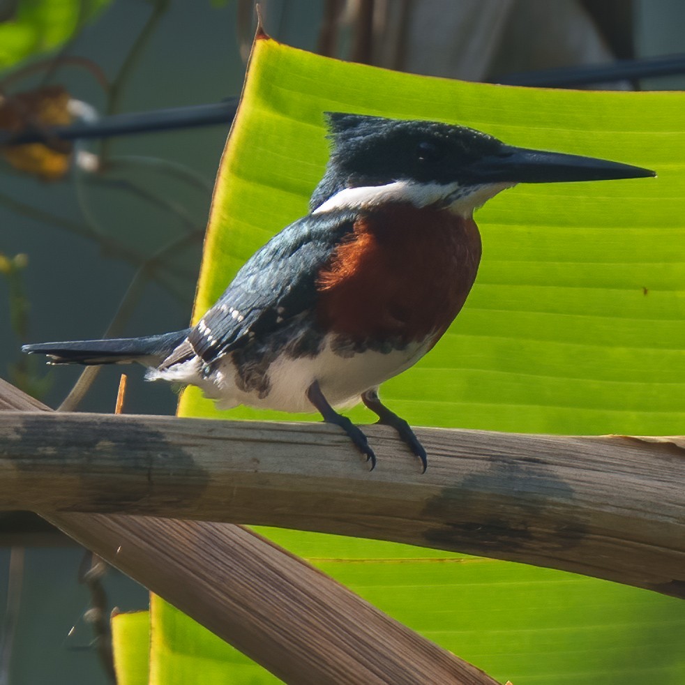 Green Kingfisher - Daniel Hinckley | samazul.com