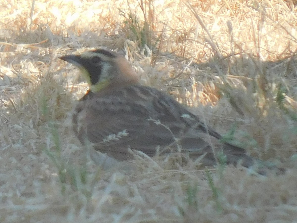 Horned Lark - ML591747071